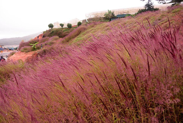 Cỏ hồng - loài cỏ dại mang sắc hồng, pha chút tím