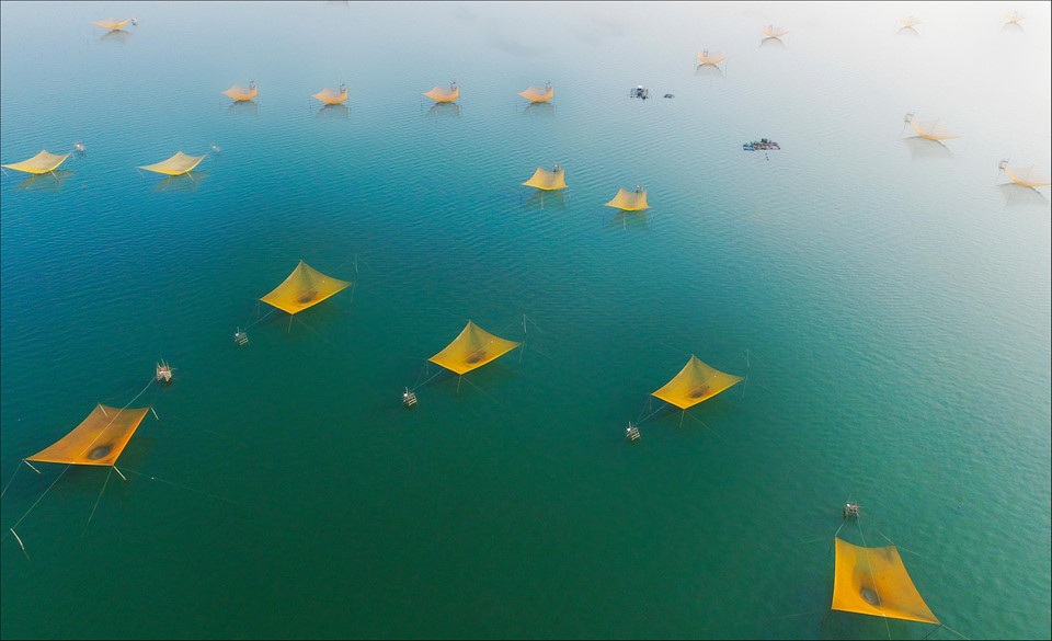 Màu vàng của những chiếc rớ nổi bật trên nền xanh của biển ở thị xã Sông Cầu (Phú Yên), làm liên tưởng đến những cánh chim biển đang bay theo đàn đầy quyến rũ và yên bình. Ảnh: Nguyễn Minh Tùng.