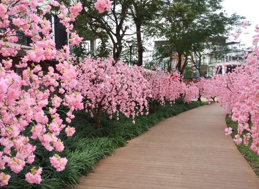 Con đường hoa Anh đào dài nhất Hà thành