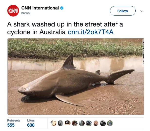 Một con cá mập nằm giữa đường sau trận lốc xoáy ở Australia