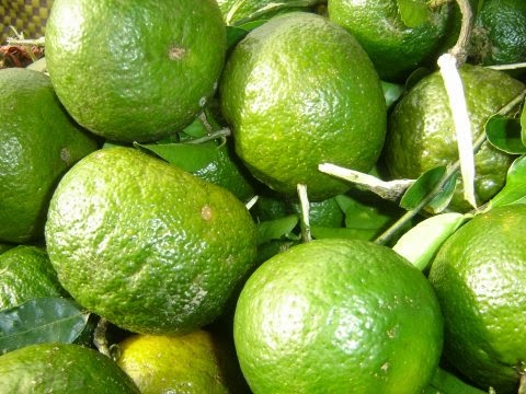 Cam Bố Hạ - Bắc Giang