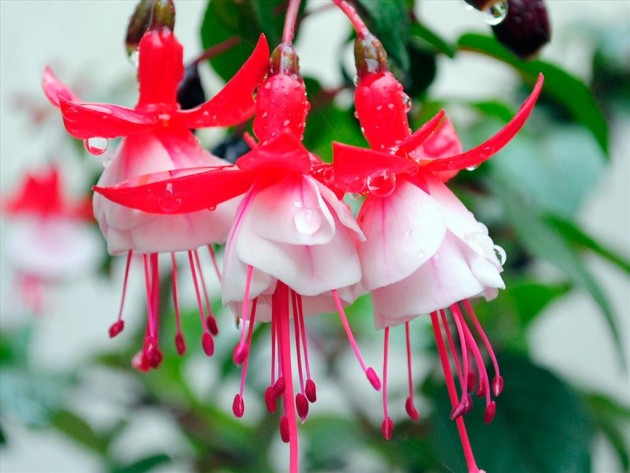 Hoa đèn lồng kép – loài hoa quý rực rỡ trên ban công