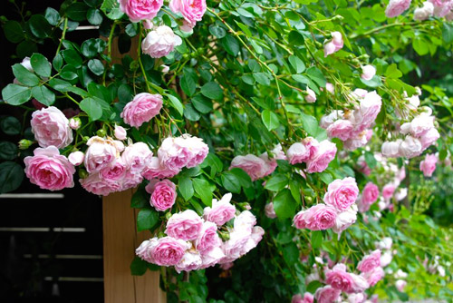 Hoa hồng leo - điểm sắc hồng kiêu sa cho ngôi nhà của bạn
