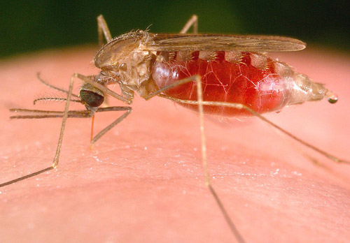 Muỗi vằn là tác nhân gây bệnh của sốt xuất huyết. Ảnh: Internet.