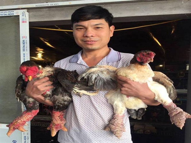 Anh Nguyễn Tiến Thắng và những con gà Đông Tảo. Ảnh: Chiến Phong