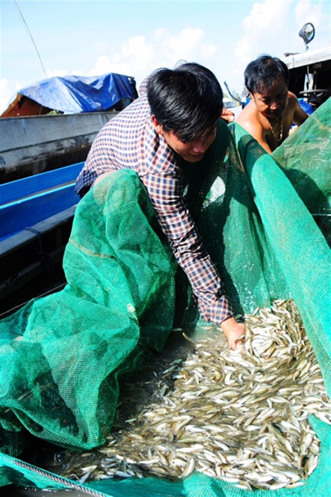 Ngư dân huyện An Phú – An Giang đánh bắt cá linh đầu mùa bằng dụng cụ lưới đáy ở nơi nước chảy xiết có thể bắt từ 1-2 tấn cá linh non mỗi ngày.