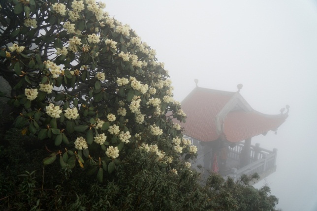 Đỗ quyên bung nở trong sương mây bảng lảng. Sun World Fansipan Legend hệt chốn tiên cảnh khéo chiều lòng du khách…