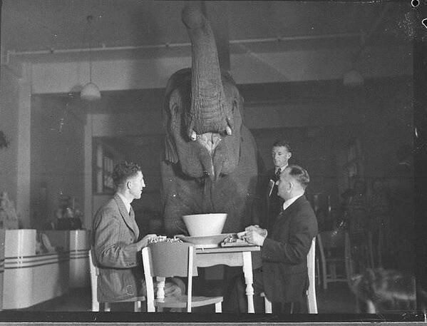 Khác với thời hiện đại, một số khu du lịch có hươu, nai ăn tối cùng với người thì ở đây, bữa tối thịnh soạn cùng với chú voi. Ảnh chụp năm 1939.