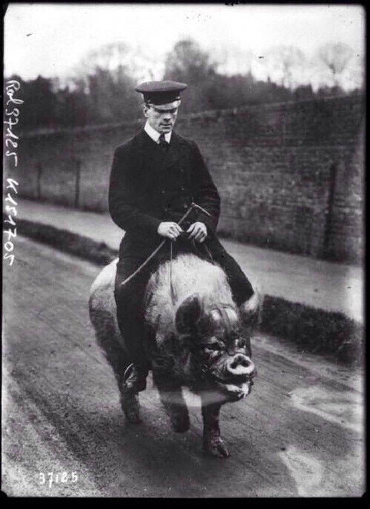 Không hải mã thì lợn rừng là thợ kéo xe phổ biến vào năm 1903.