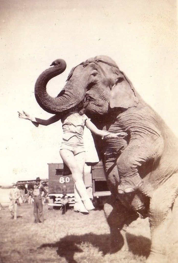 Một cô gái đẹp đang diễn xiếc với voi chụp năm 1937.