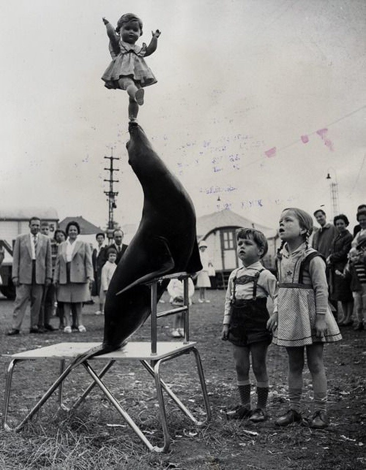 Còn đây là cảnh chụp trong buổi biểu diễn xiếc, em bé biểu diễn đứng 1 chân trên miệng hải cẩu. (1933).