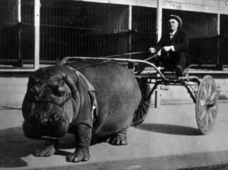 Xe ngựa thì có là gì, từ xưa con người đã đi xe hà mã kéo cực ngầu. Ảnh chụp năm 1924.
