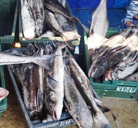 Cá bớp nuôi lồng bè ở Quảng Ngãi bị chết hàng loạt