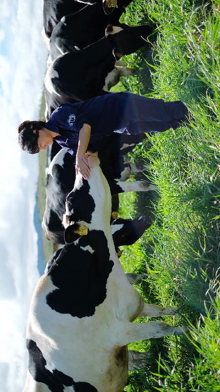 Đàn bò sữa tại cụm trang trại bò sữa Cần Thơ dự kiến sẽ có tổng quy mô lên đến 22.000 con