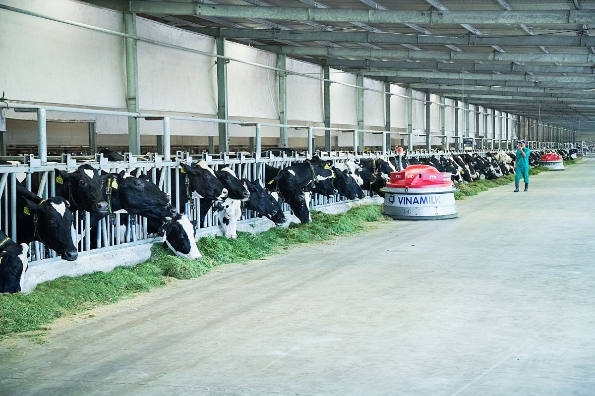  Cuộc cách mạng 4.0 đang được ứng dụng một cách toàn diện tại các trang trại bò sữa chuẩn quốc tế của Vinamilk
