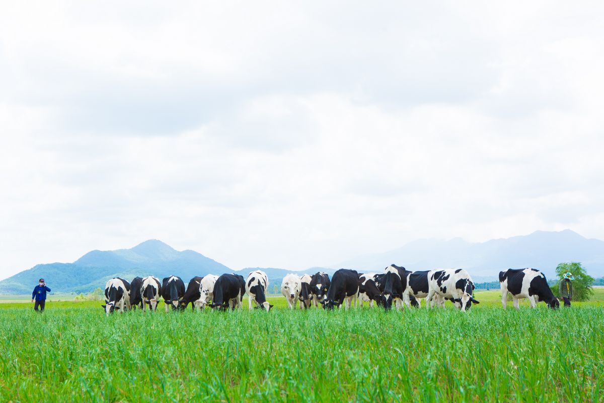 Bò sữa Organic được chăn thả trên những đồng cỏ yến mạch tại “Resort” bò sữa của Vinamilk tại Lào