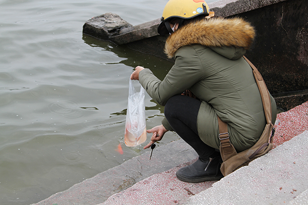 Không còn cảnh ném cả túi nylon cùng cá xuống hồ.