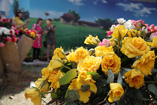 Nhiều loài hoa hồng lạ được ban tổ chức đưa về khoe dáng trong dịp lễ hội.