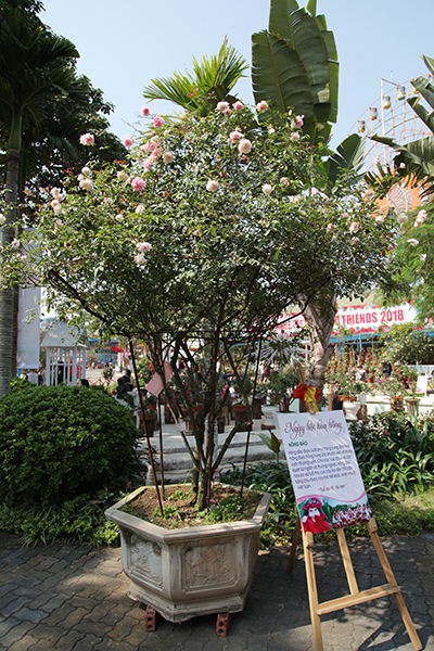 Những cây hồng đào có tuổi đời trên 10 được trưng bày khá nhiều trong khuôn viên lễ hội.