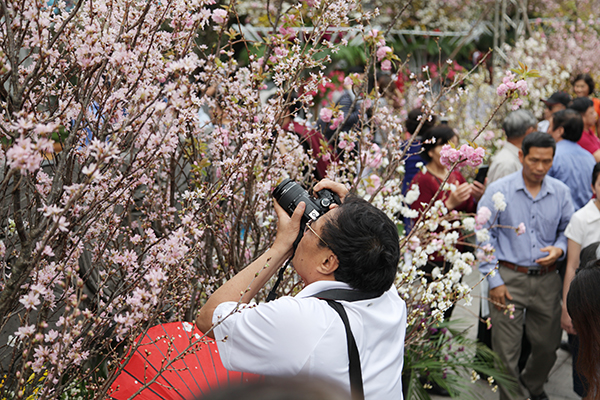 Lễ hội cũng là dịp để các tay máy lưu giữ những khoảnh khắc hiếm hoi khi những bông hoa anh đào khoe sắc ngay tại trung tâm Hà Nội.