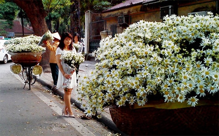 Cúc họa mi chỉ xuất hiện ở Hà Nội trong vài tuần ngắn ngủi nhưng vẻ đẹp mong manh, tinh khôi của nó khiến người đi đường không thể không ngoái lại nhìn. Ảnh: Internet