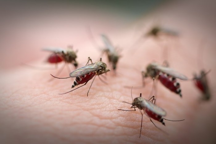 Muỗi là nguyên nhân lây lan hàng loạt căn bệnh nguy hiểm