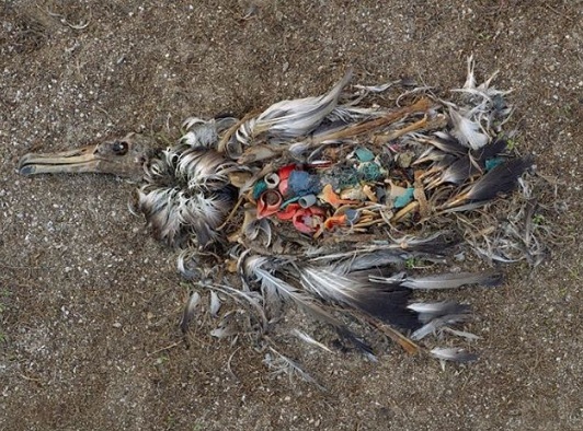 Một con hải âu chết vì ăn phải quá nhiều nhựa