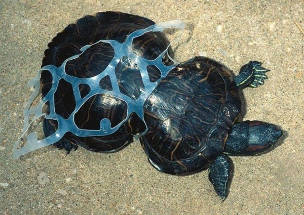 Chú rùa con bị mắc kẹt bởi miếng nhựa