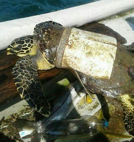 Rùa biển đáng thương bị mắc kẹt trong phần còn lại của cái xô nhựa