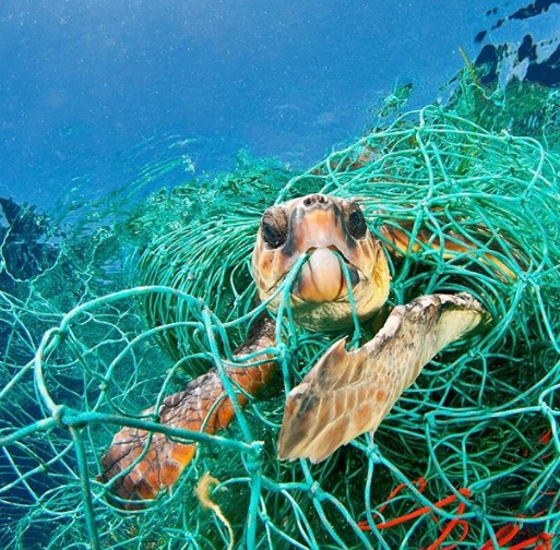 Rùa biển mắc kẹt trong lưới đánh cá