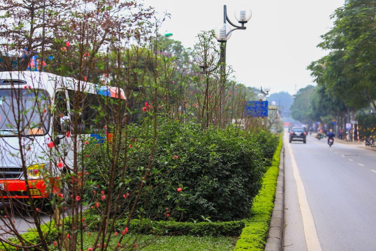 Người dân sống tại đây cho biết, vào năm 2010, hơn 300 cây đào được huy động về trồng dọc dải phân cách của tuyến đường Lạc Long Quânp/
