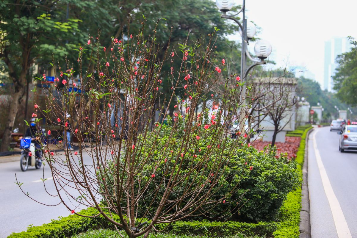 Trải dài dải phân cách trên đường Lạc Long Quân (Hà Nội) hoa đào đang bung nở, chào đón Tết Nguyên đán Kỷ Hợi 2019.