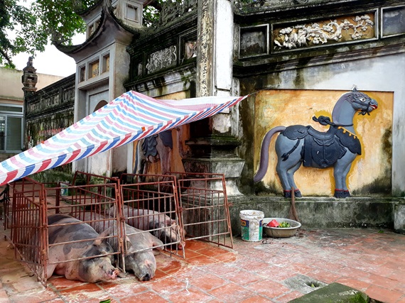 Cổng đình làng Nam Hài là nơi lánh nạn của những con lợn