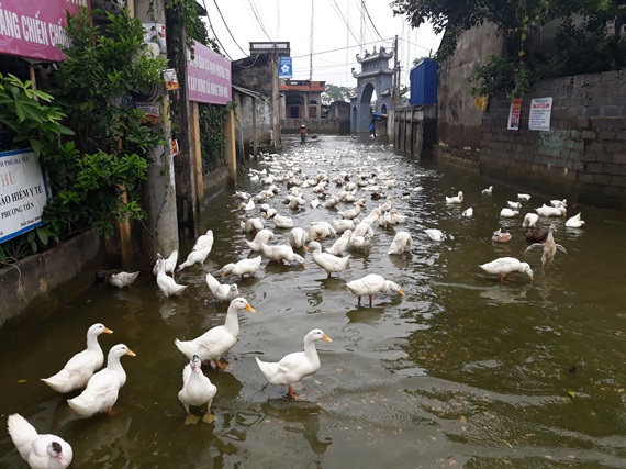 Vịt bơi trắng xoá ở các đoạn đường liên thôn bị ngập nước tại xã Nam Phương Tiến