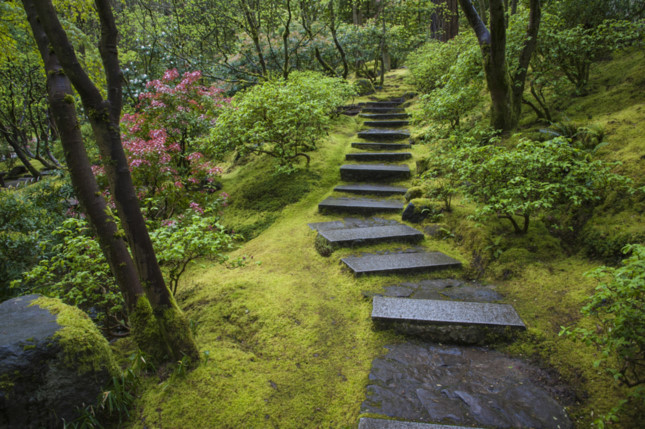 Vẻ đẹp mê hoặc của một cánh rừng phủ rêu ở Nhật Bản. (Nguồn: Getty).