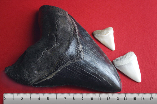Cá mập được tạo hình từ những hóa thạch đầu tiên được tìm thấy