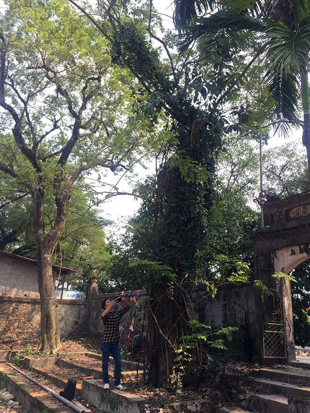  Cây sưa nằm gần cổng chùa làng Phụ Chính, xã Hòa Chính, Chương Mỹ có tuổi đời trên 130 năm. Ảnh: PV 