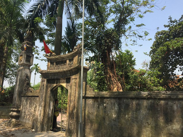  Cây sưa đỏ nằm trong khuôn viên chùa làng Phụ Chính. 