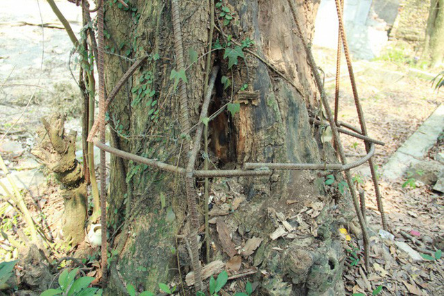  Phần gốc của cây gỗ sưa. 