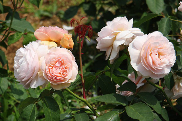 Hiện nay, giá mỗi bó hoa hồng Juliet chỉ còn dao động trong khoảng 50 USD đến 150 USD (khoảng 1 triệu đến 3 triệu).