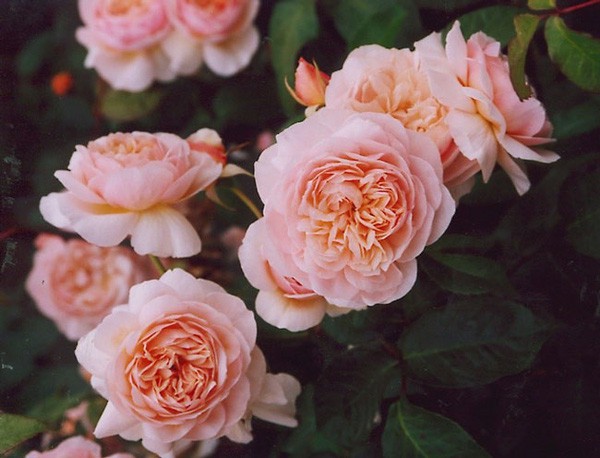 Và tác giả của bó hoa hồng Juliet triệu đô đó chính là David Charles Henshaw Austin (1926) - một nhà thực vật học Anh chuyên lai giống hoa hồng.