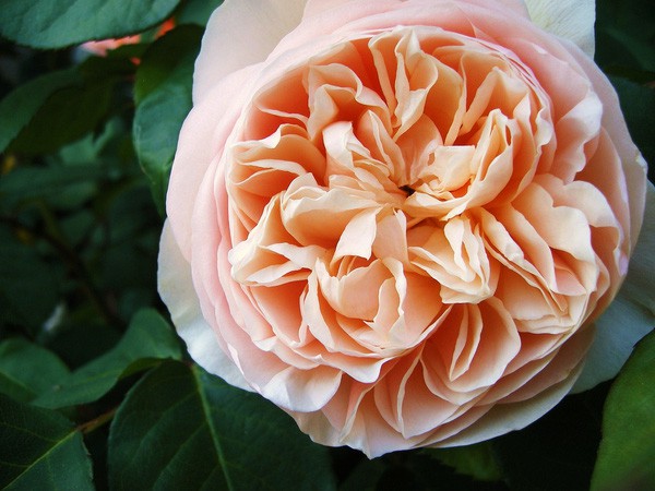 Những bông hoa do Austin lai tạo được dựa trên những đặc điểm và mùi hương của các loại hoa hồng cổ điển, như hồng gallicas rosa, hồng damasks hoặc hồng alba... nên luôn có nét độc đáo riêng biệt.
