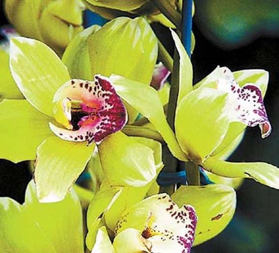 Hoa phong lan Nongke Thâm Quyến là loài hoa được sáng tạo bởi bàn tay con người và tên gọi được đặt bằng tên nhóm tiến hành thí nghiệm.