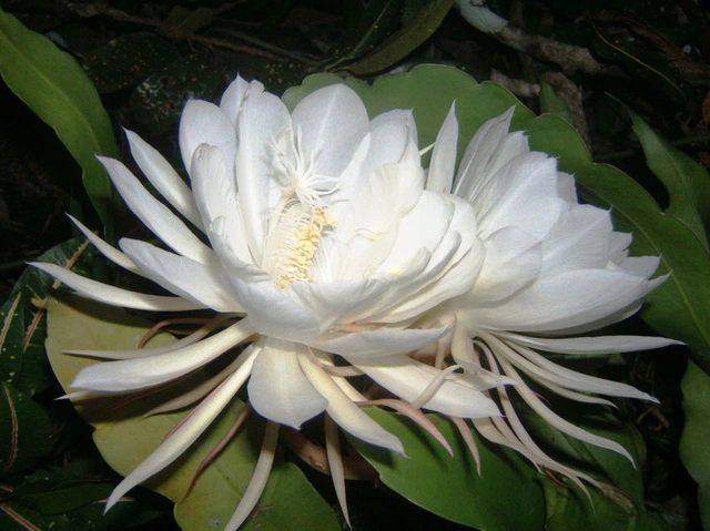 Sự hiếm có và vẻ đẹp tinh khôi là những đặc điểm khiến hoa Kadupul trở nên thật đặc biệt.