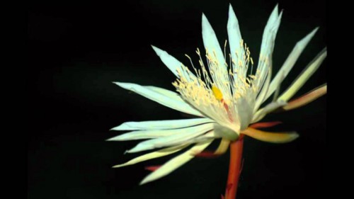 Loài hoa quý hiếm này chủ yếu được tìm thấy trong các khu rừng ở Sri Lanka.