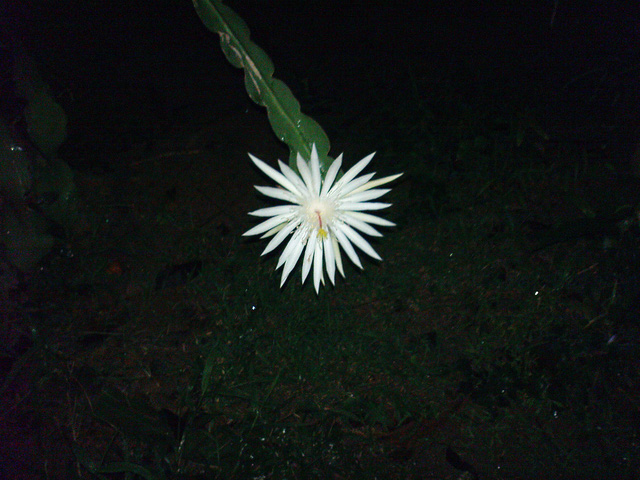 Cho đến nay, chưa nhà vườn nào trên thế giới trồng được loại cây xương rồng này mà khiến chúng nở ra hoa Kadapul.