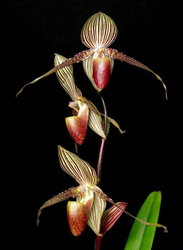 Hiện, lan Gold of Kinabalu orchid chỉ có trong vườn quốc gia Kinabalu ở Sabah nước Malaysia.