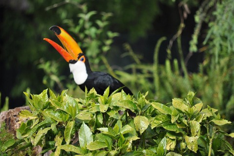  Loài chim này có tiếng kêu khá lớn. Chúng thường xuyên kêu la inh ỏi trong rừng nên còn có biệt danh là “chim nhiều chuyện”. 