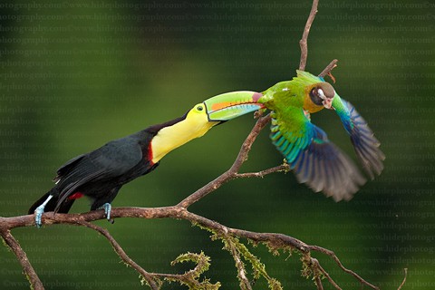 Thức ăn chủ yếu của chim Toucan là các loại trái cây, côn trùng, trứng và động vật bò sát.