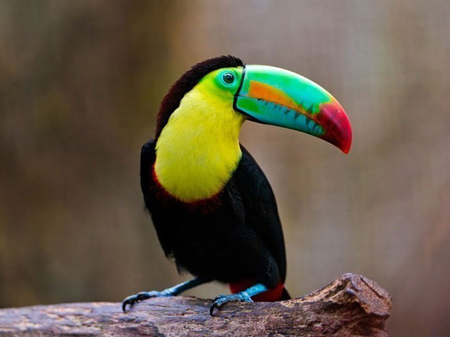Với chiều dài tương đương một phần cơ thể, chiếc mỏ của loài chim Toucan giống như hai chiếc thuyền nhiều màu sắc úp vào nhau.